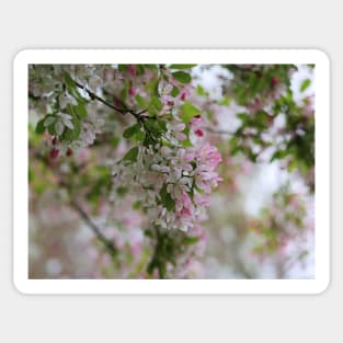 Cherry Blossom flowers white and pink bokeh Sticker